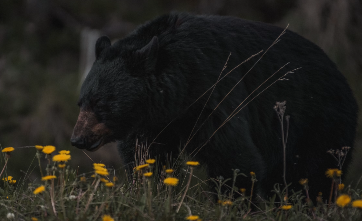 Is bear meat safe to eat?