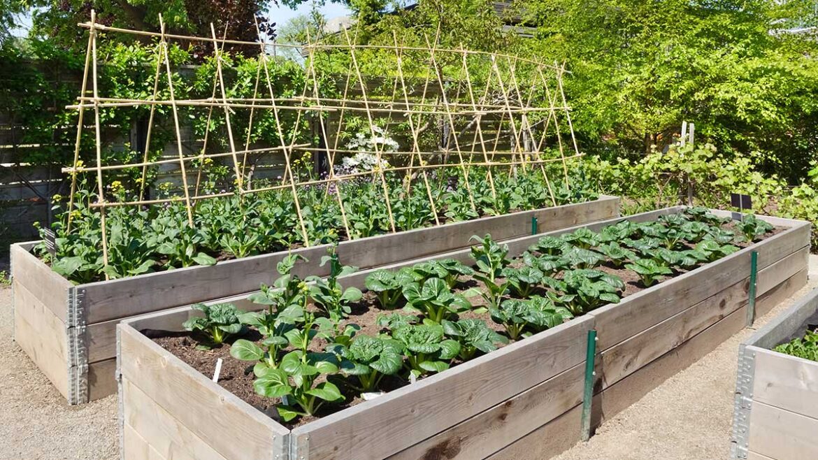 Selecting and Planting Low-Water Crops for a Sustainable Backyard Garden