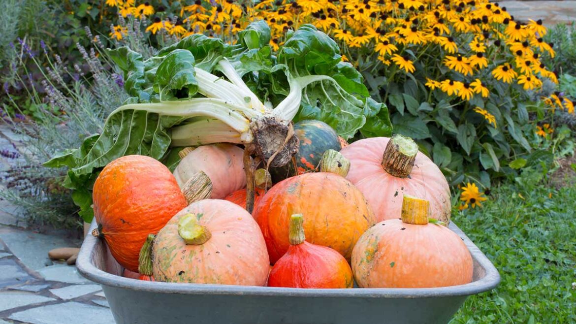 Vegetables to Plant in August for a Fall Garden Harvest