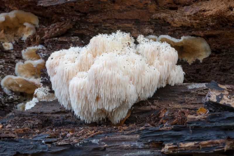 5 Reasons to Add Lion’s Mane Mushroom to Your Diet for Health