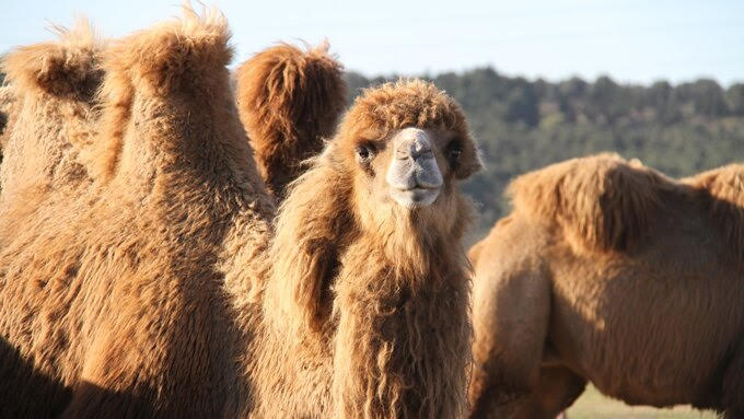 Camels make a comeback in Iran