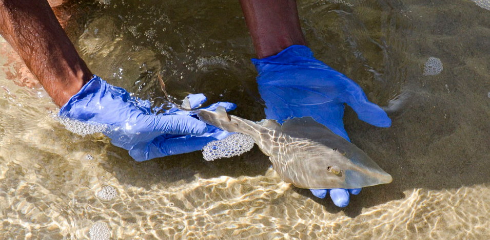 New guitarfish breeding ground found in the Mediterranean Sea