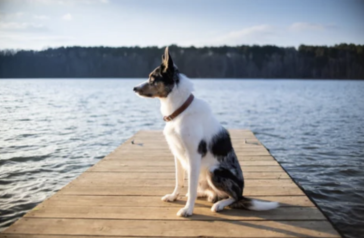 The Ultimate Guide to Remote Dog Training Collars