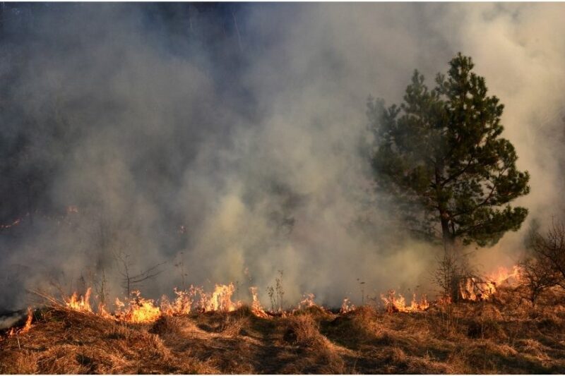 What to Do During a Wildfire