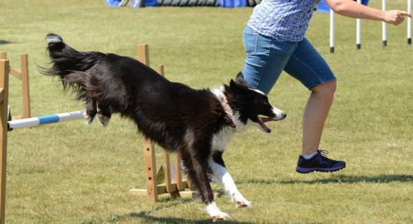 5 Dog-Friendly Fitness Ideas: Get Moving Outside With Your Dog