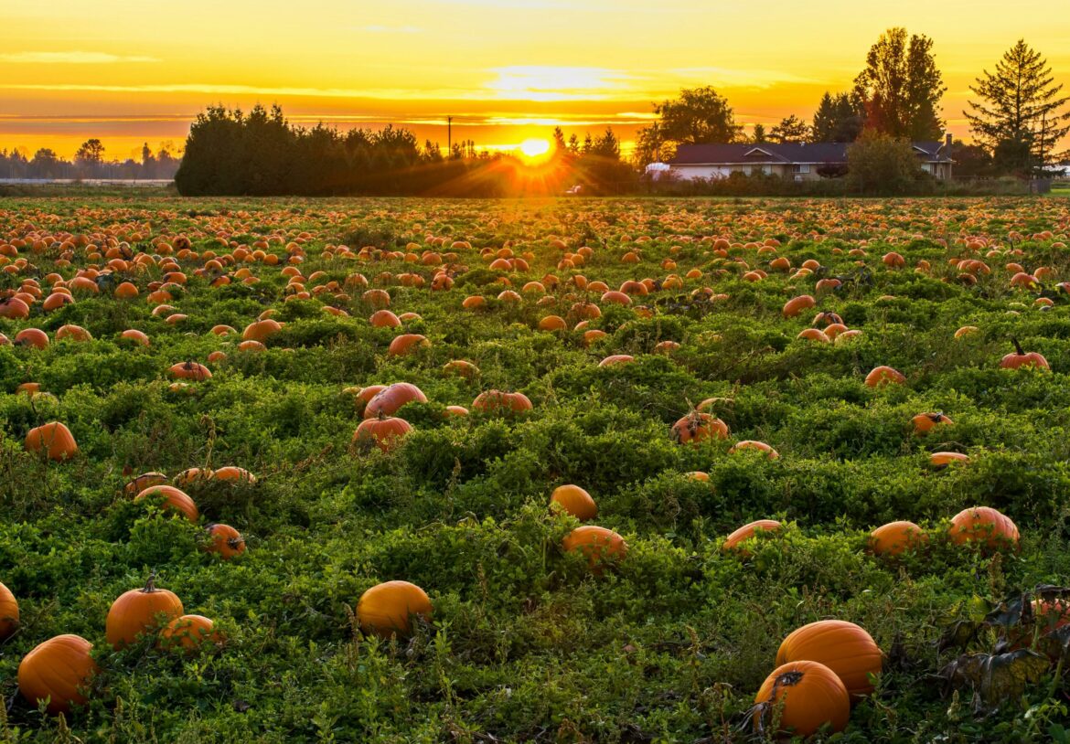 Creating Mindful Spooky Season Festivities