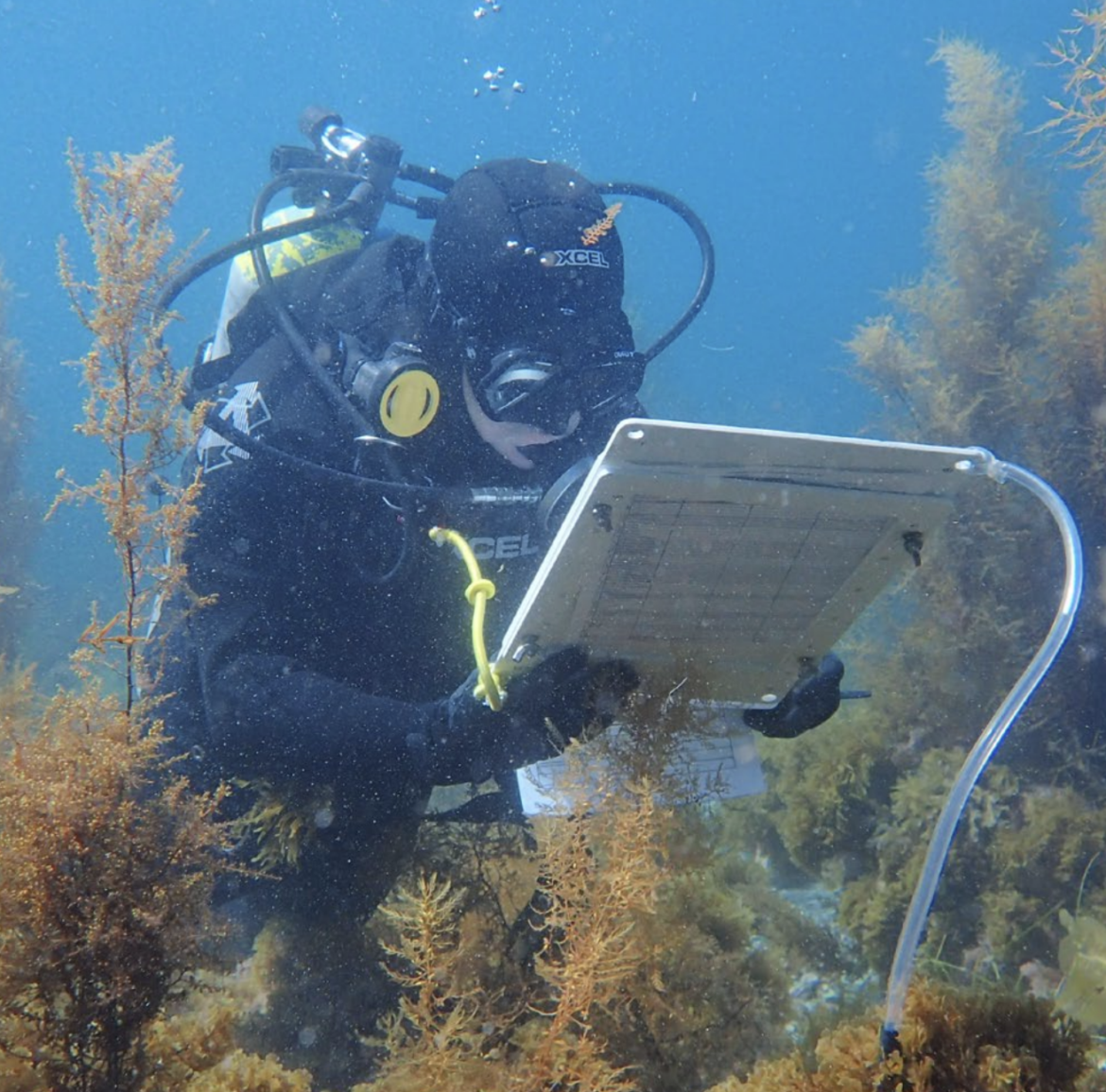 How divers can help save kelp forests