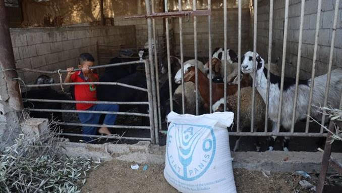 How the FAO helps keep sustainable farming in Gaza going