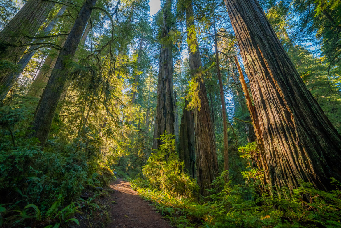 Old-Growth Forests: Understanding Their Importance and Impact