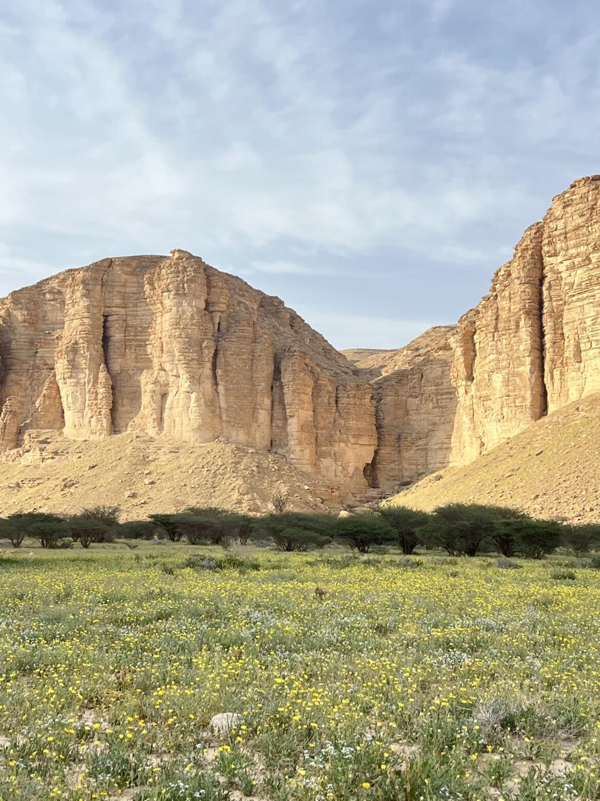 Saudi Arabia starts protecting nature for conservation