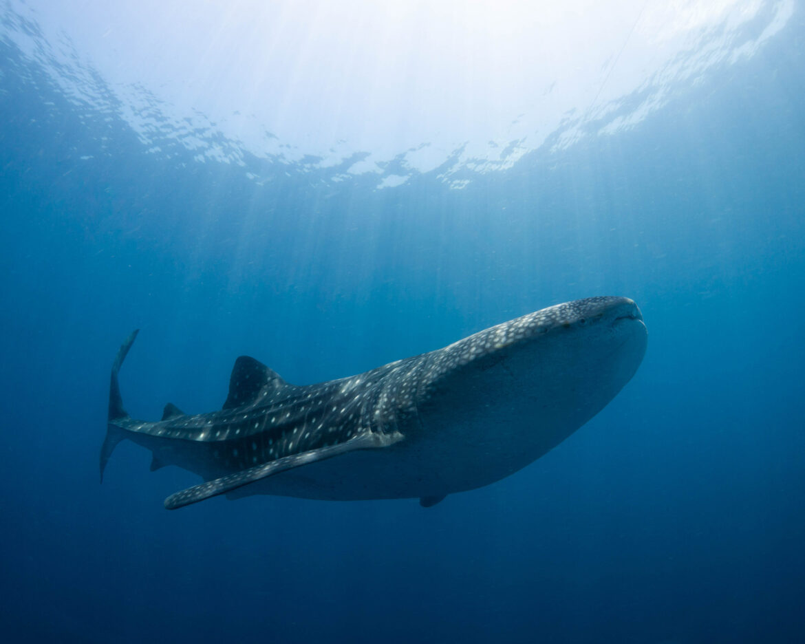 Shipping industry puts whale sharks at risk