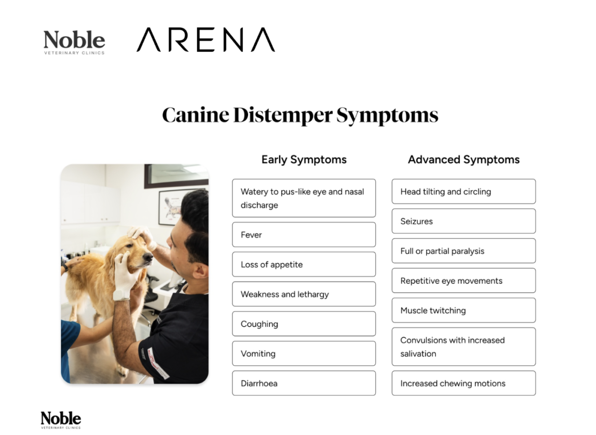 Distemper in Dogs: Symptoms, Treatment, and Prevention