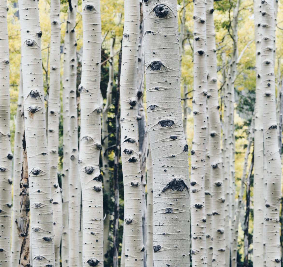 Pando aspen forest in Utah is one of world’s oldest beings