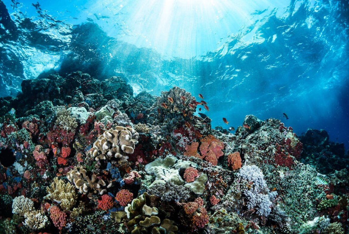 What Is Ocean Acidification and What Can You Do About It?