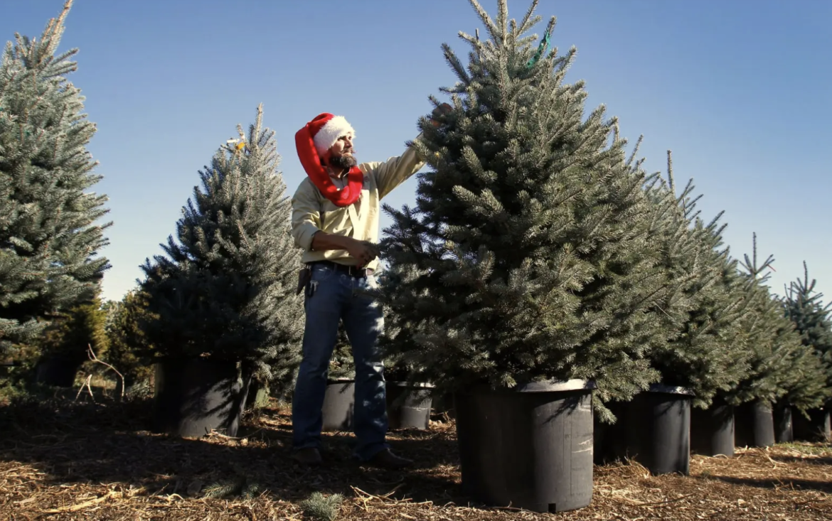 Christmas tree rentals are the greenest gift for Christmas