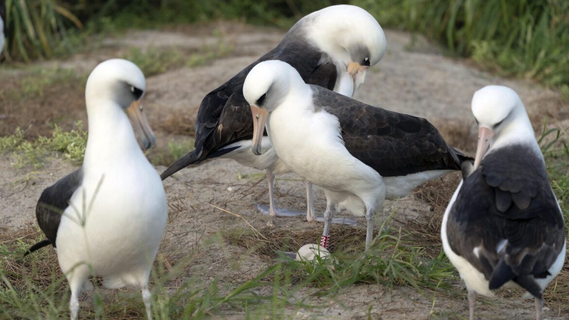 World’s oldest-known wild bird lays egg in Hawaii. She’s 74!