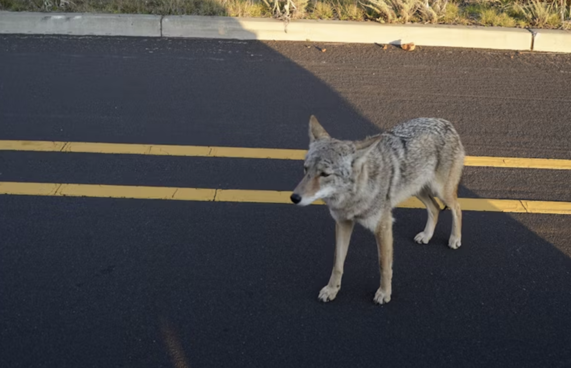 Chicago coyotes live longer around people. You can stop feeling guilty now