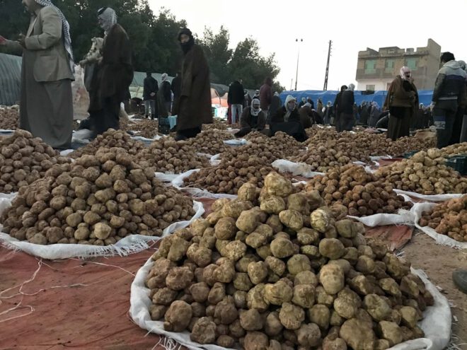 Truffles From The Desert